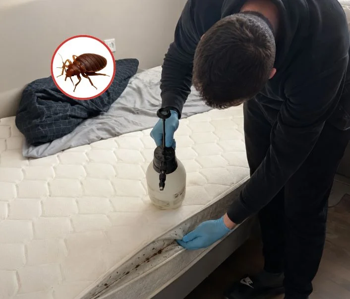 Technicien traitant un matelas contre les punaises de lit à Rungis